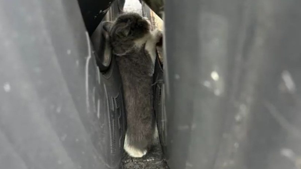 Gatinho é resgatado após ficar preso entre pneus de caminhão