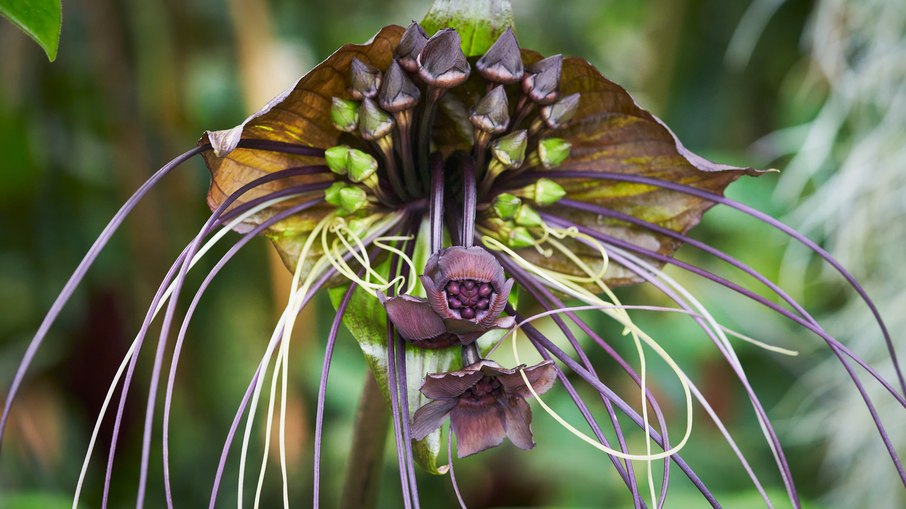 Orquídea-morcego