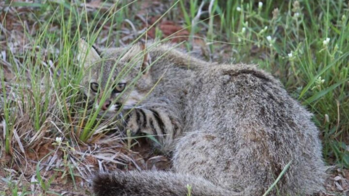 Gato dos pampas