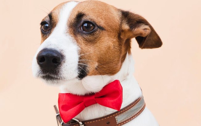 PET Computação promove ação para arrecadar itens destinados a animais domésticos no Mercado Municipal