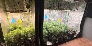 Polícia apreende 50 pés de maconha em operação em Campinas