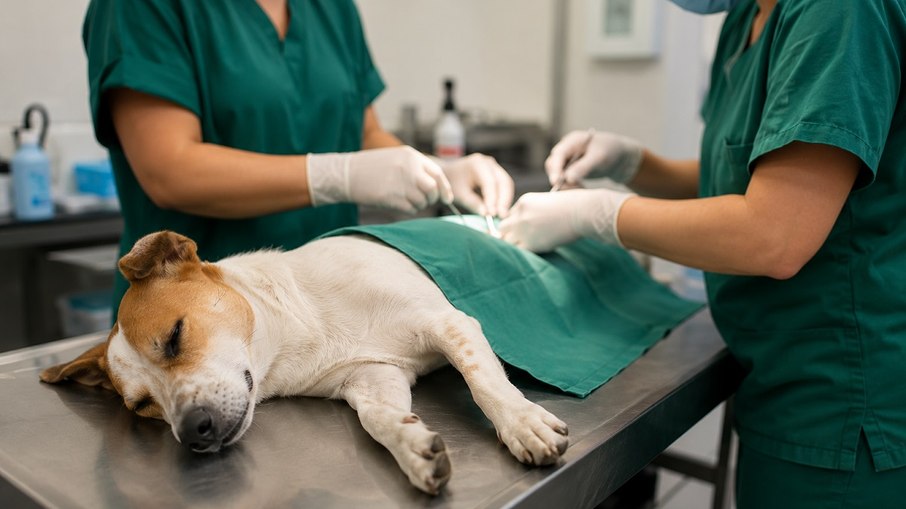 A castração é um ato de cuidado e responsabilidade. Além de prevenir doenças e reduzir o abandono de cães e gatos, o procedimento contribui para o bem-estar animal e o controle populacional A castração é um ato de cuidado e responsabilidade. Além de prevenir doenças e reduzir o abandono de cães e gatos, o procedimento contribui para o bem-estar animal e o controle populacional