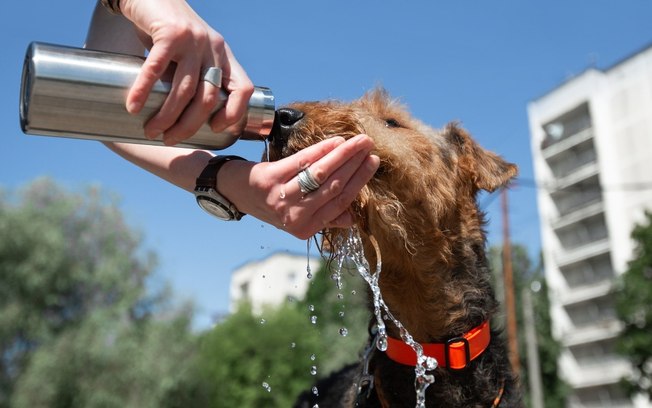 5 dicas para fazer seu pet beber mais água