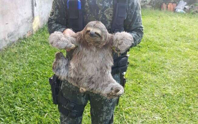 Bicho-preguiça aparece em quintal de casa em Caraguatatuba Bicho-preguiça aparece em quintal de casa em Caraguatatuba