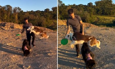 Border collie e chow chow exibem personalidades opostas