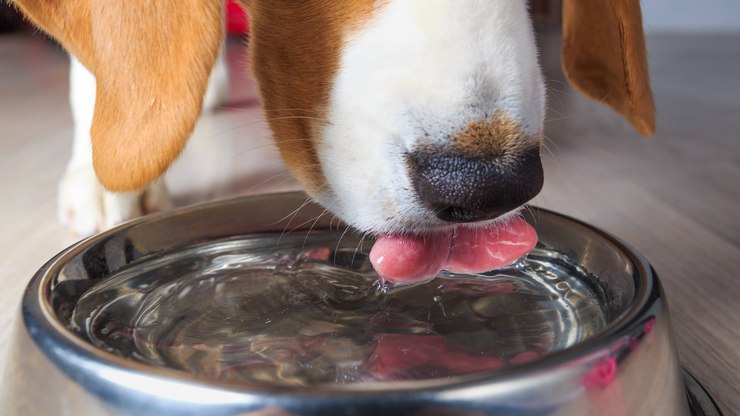 Saiba a quantidade ideal de água que seu cão deve beber por dia