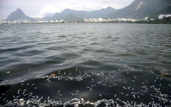 Atingidos pelo calor e pela poluição, peixes mortos boiam na Lagoa Rodrigo de Freitas, no Rio de Janeiro