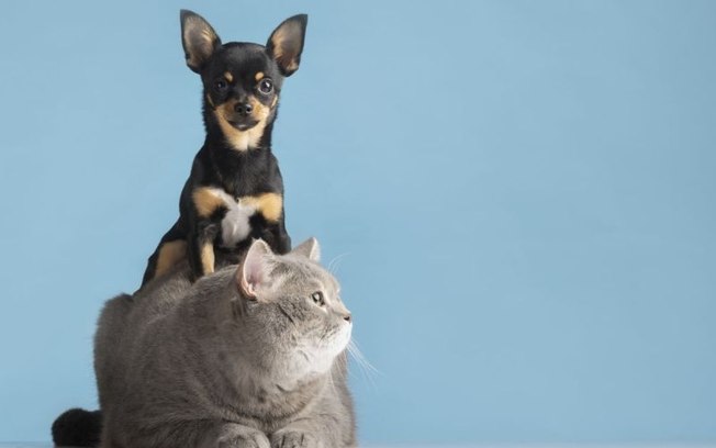 Barueri: inscrição para castração de pets começa no dia 8/05 Barueri: inscrição para castração de pets começa no dia 8/05