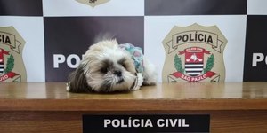 Shih Tzu furtada há 11 meses é devolvida à família em Campinas