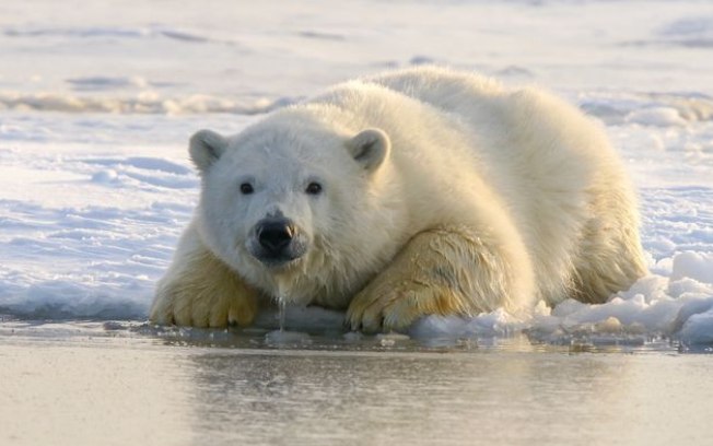 Pela primeira vez, urso-polar morre por causa da gripe aviária