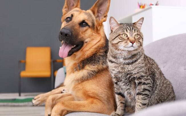 Cães e gatos são pets mais tradicionais, mas outros como calopsita e hamster podem ser o animal de estimação ideal para você