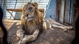 Leões são abandonados em zoológico em meio à ofensiva de Israel