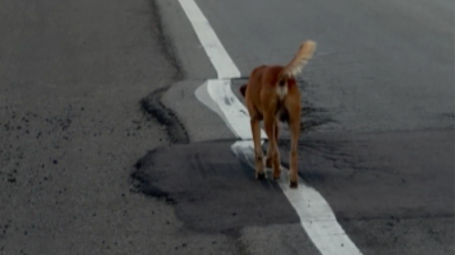 Caramelo perfeccionista só faz caminhada sobre linha da rodovia Caramelo perfeccionista só faz caminhada sobre linha da rodovia