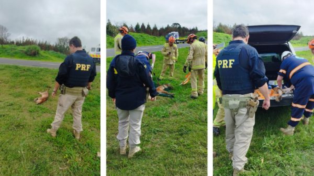 Onça-parda atropelada na BR-376 é
resgatada, mas não resiste