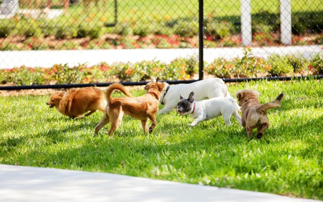 5 raças de cães que todo mundo ama e que vão te deixar apaixonado