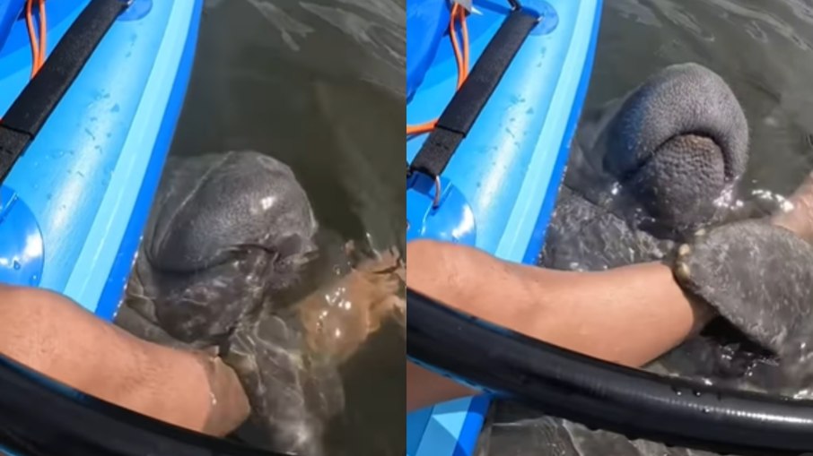 Amizade de peixe-boi com humano encanta a web: Amizade de peixe-boi com humano encanta a web:
