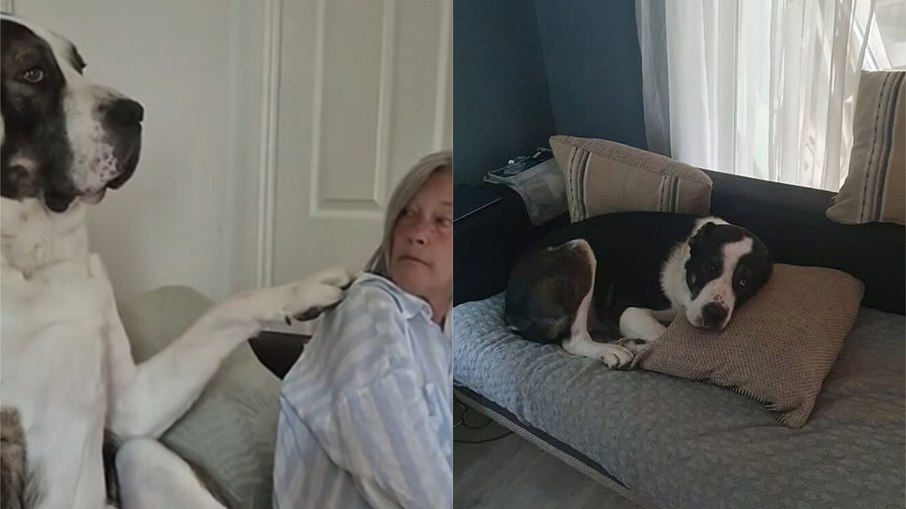 Cão de 84 kg age como filhote carente e surpreende tutores Cão de 84 kg age como filhote carente e surpreende tutores