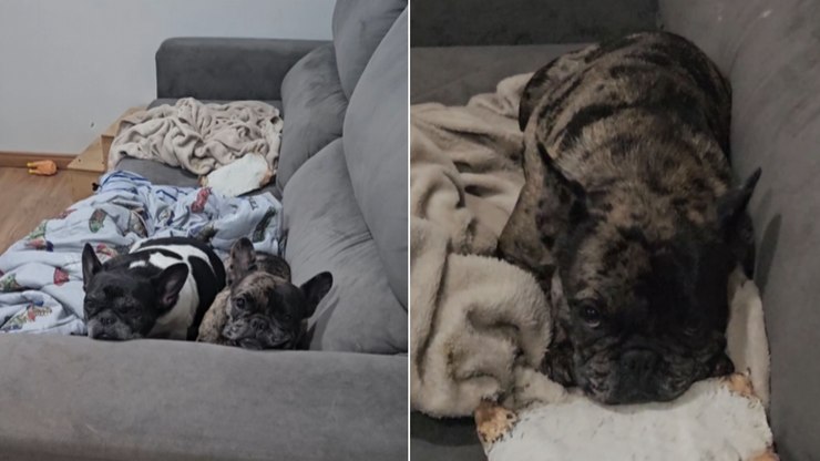 Bulldog tenta escapar do banho e deixa companheira na berlinda