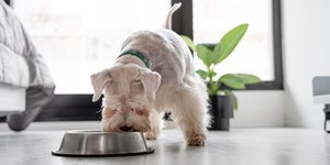 "'Humano favorito' do cachorro vai além de alimentar", diz adestrador