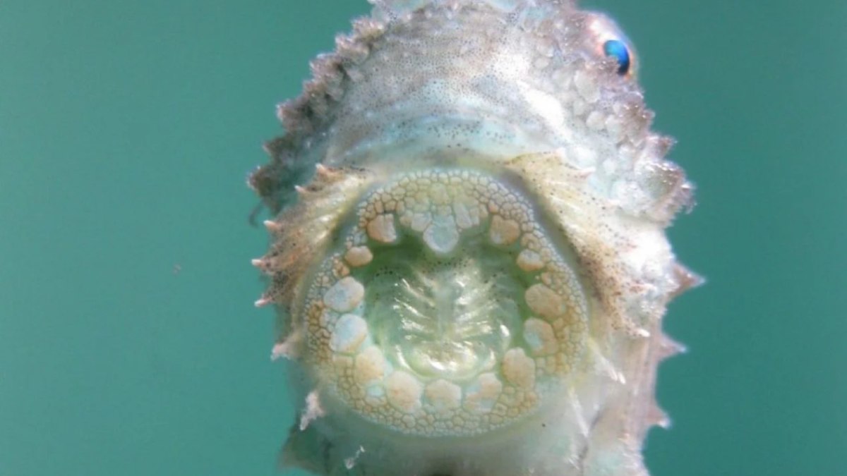 Ventosa de um lumpsucker (Cyclopterus lumpus) Ventosa de um lumpsucker (Cyclopterus lumpus)