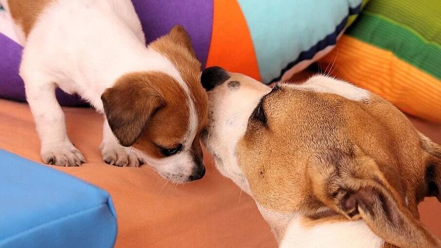 Jack Russell Terrier é um cachorrinho cheio de energia 