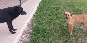 Cães somem em galpão do Mercado Livre; empresa demite
