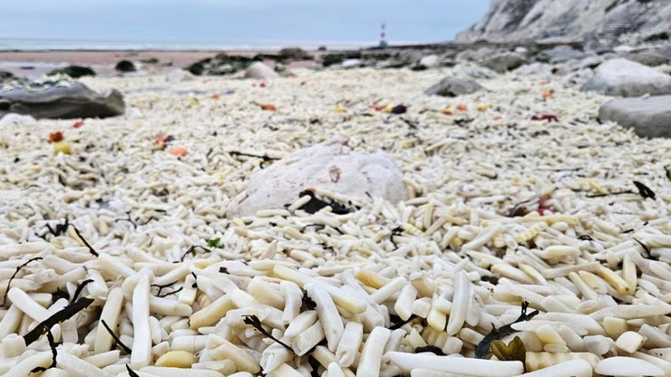 Praia é tomada por batatas fritas e cebolas