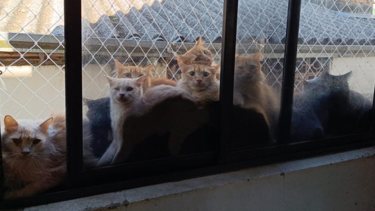 Polícia investiga dona de imóvel com 400 gatos por maus-tratos