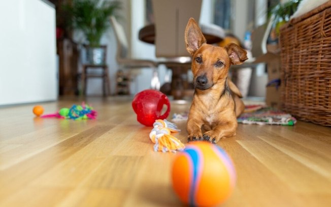 8 dicas para fortalecer o vínculo com o cachorro