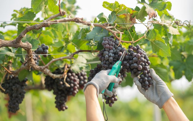 Preferência por vinhos orgânicos e biodinâmicos cresce Preferência por vinhos orgânicos e biodinâmicos cresce
