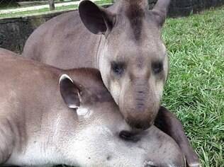 Antas do Zoológico de Guarulhos