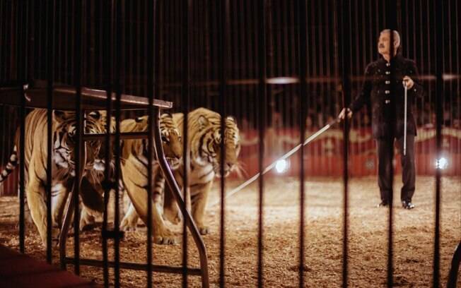 Descuido ou a lei animal. O que levou quatro tigres a matar o domador?