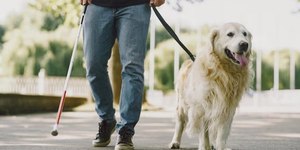 Uber deverá indenizar passageiro impedido de viajar com cão-guia