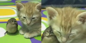Gato e passarinho viram melhores amigos e emocionam milhões