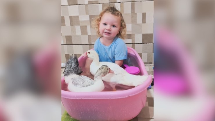 Menina surpreende mãe ao levar patos de verdade para o banho