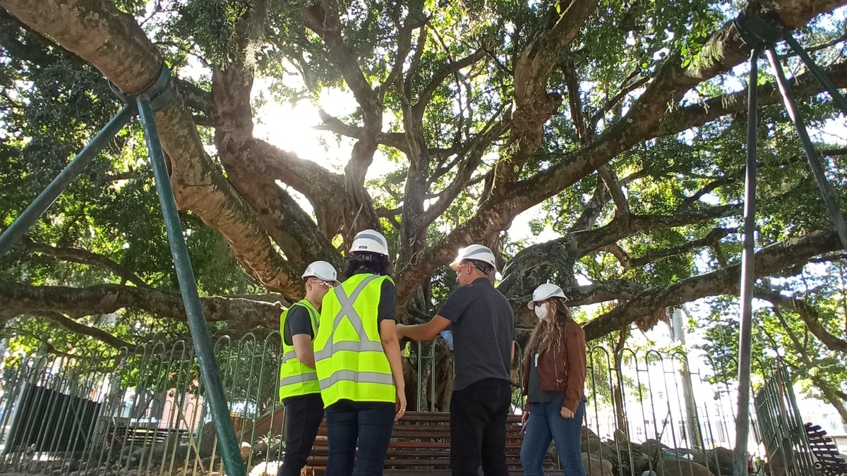 Teecnicos da Arboran fazem o diagnóstico de uma árvore doente Teecnicos da Arboran fazem o diagnóstico de uma árvore doente