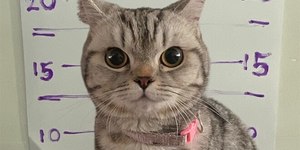 Gatinha é “fichada” após arranhar policiais na Tailândia