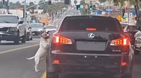 Cachorro persegue carro após ser jogado pela janela: 