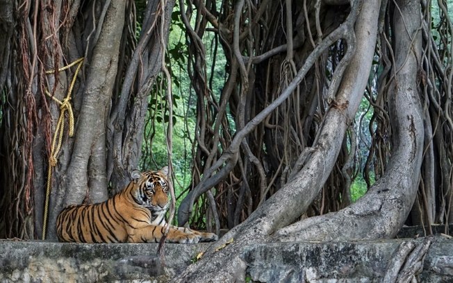 Tigre no Parque Nacional de Ranthambore no estado do Rajastão, no noroeste da Índia, em 1º de outubro de 2024