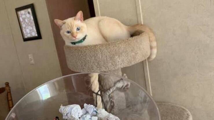 Dona encontra esconderijo de brinquedos feito por gato e ele não gosta