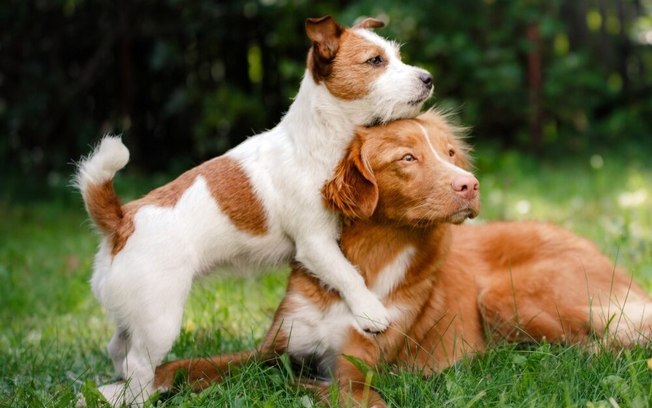 Feira “Audote um Amigo” retorna ao Parque da Cidade com adoção de pets no domingo (25)