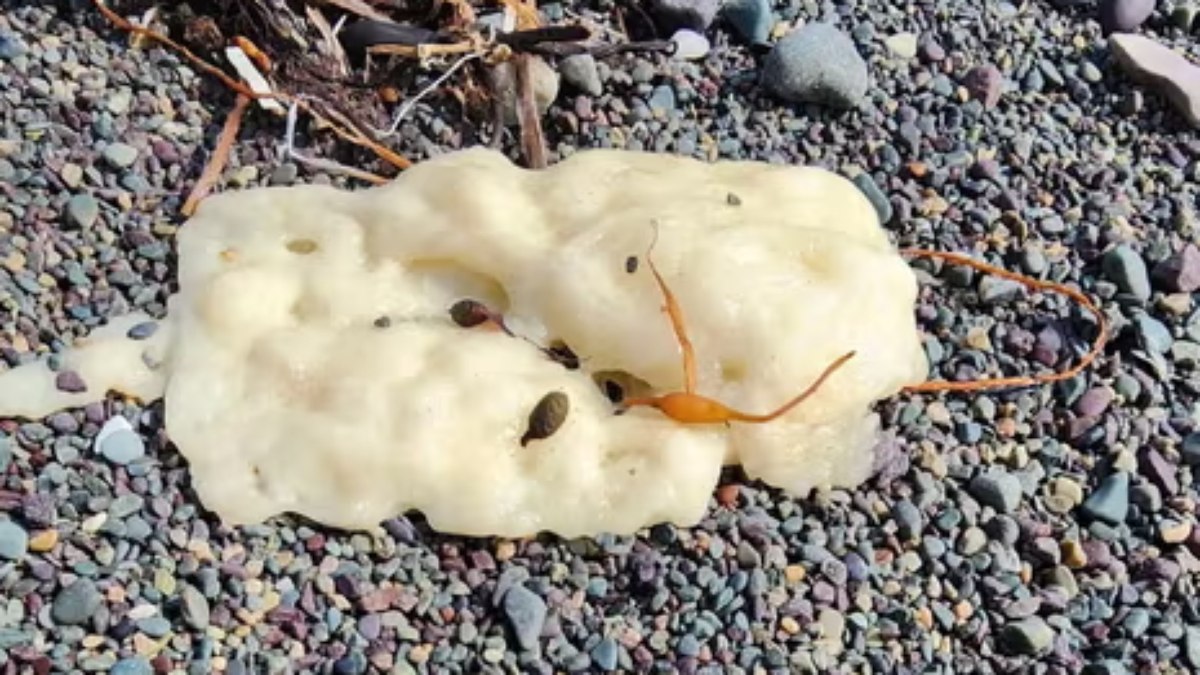 Gosma branca aparece em praia do Canadá