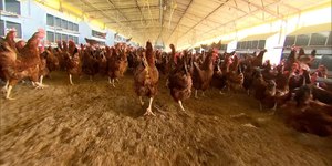 México registra primeira morte por gripe aviária H5N1