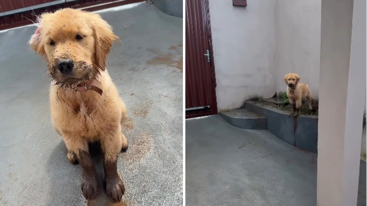Filhote de golden retriever apronta e surge coberto de lama