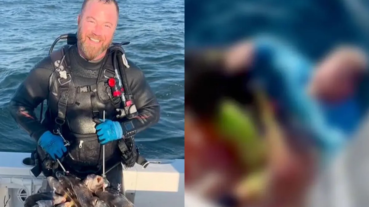 Capitão pula no mar para salvar mergulhador mordido por tubarão - Foto