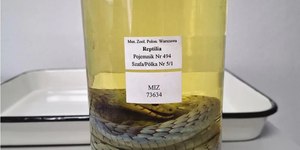 Mamba-verde “fantasma” reaparece após mais de 100 anos