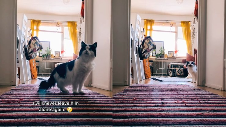 Gato começa a chorar quando tutora sai de casa: 'Partindo meu coração'