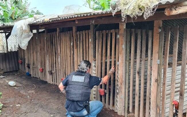 Polícia faz operação em três estados contra suspeitos de promover rinhas de galo 