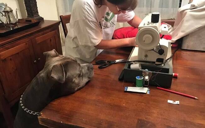 Pitbull fofo olhando sua almofada enquanto dona conserta