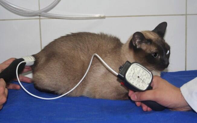 Hipertensão: a pressão alta em animais pode ter inúmeras causas